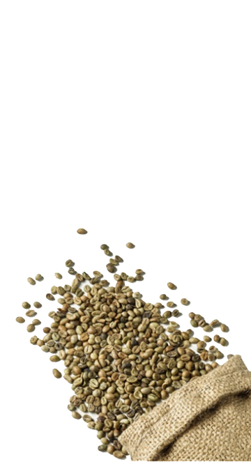 Robusta S16-2%
