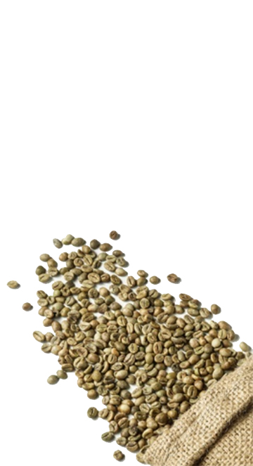 Robusta S16 premium