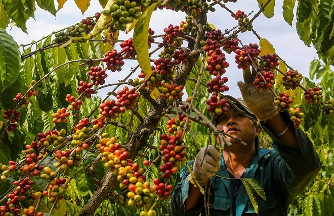 Nông sản “bán” đắt hàng, 4 tháng xuất khẩu thu về hơn 19 tỷ USD