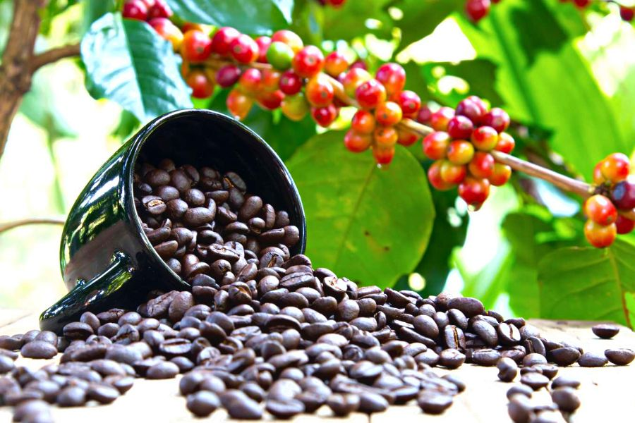 Xuất khẩu cà phê chạm mốc gần 5 tỷ USD nhờ giá tăng kỷ lục