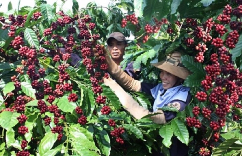Xuất khẩu cà phê Việt Nam lập kỷ lục mới về kim ngạch